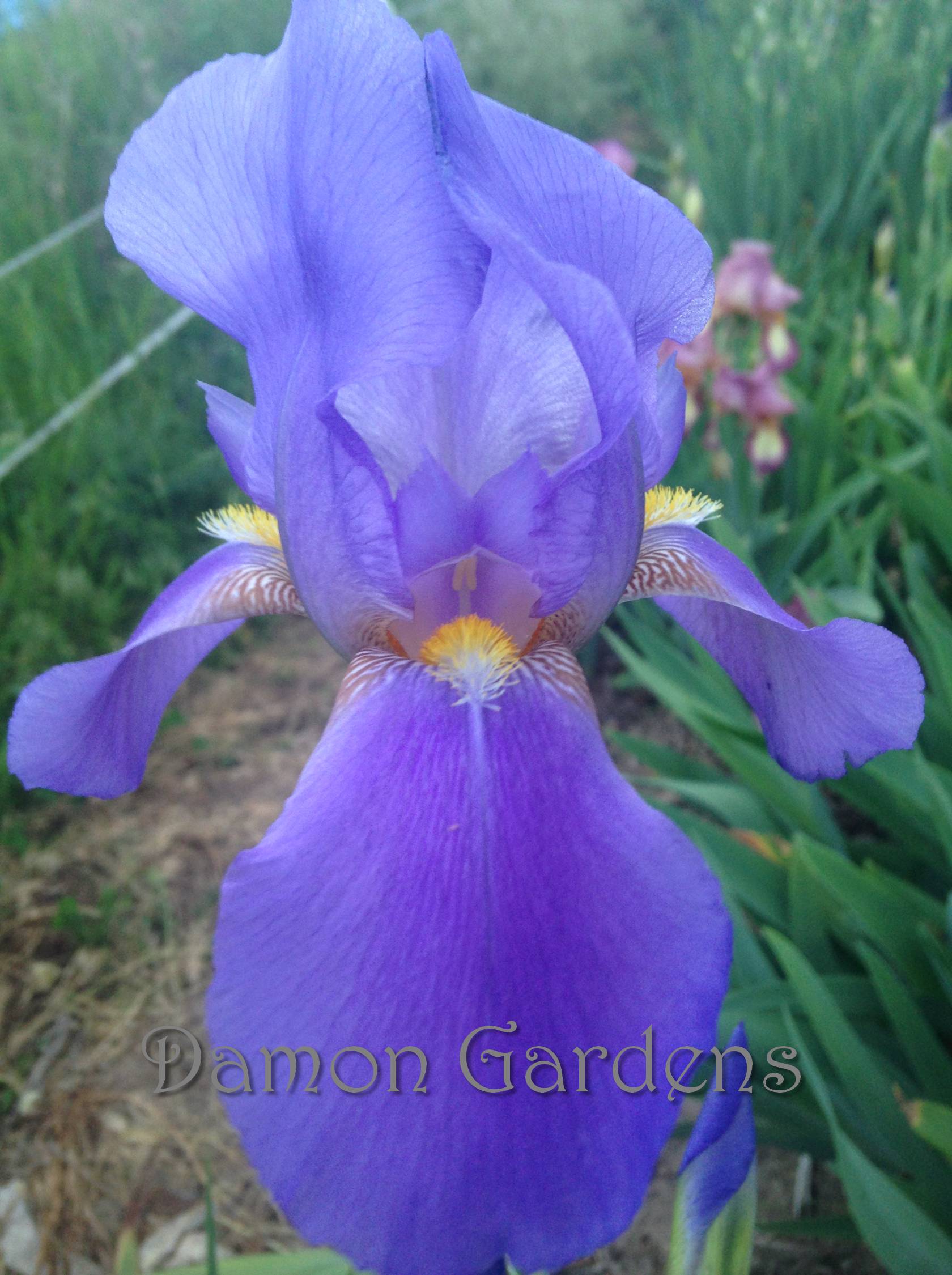 Iris Sierra Blue